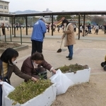 フェンスがなかった今月９日、昼休みに校庭を走り回る児童の近くで、公園を清掃していた地域住民ら。神戸市内で唯一の光景だった＝神戸市灘区備後町１、成徳小学校