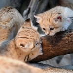 ２５日から一般公開されるスナネコの赤ちゃん。４匹が２月に生まれた＝２４日午後、神戸市中央区港島南町７、神戸どうぶつ王国（撮影・坂井萌香）