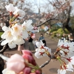 一気に開花が進んだ王子動物園のソメイヨシノ＝２５日午後、神戸市灘区王子町３（撮影・吉田敦史）