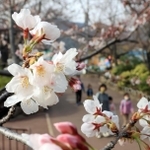 一気に開花が進んだ王子動物園のソメイヨシノ＝２５日午後、神戸市灘区王子町３（撮影・吉田敦史）