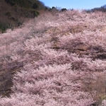 丘の斜面をピンクに染め上げるオオカンザクラ＝兵庫県上郡町山野里