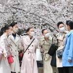咲き誇る桜並木の下で、笑顔を浮かべる合格者＝３０日午前、宝塚市栄町１（撮影・斎藤雅志）