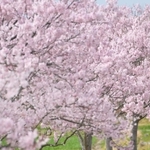 鮮やかなピンクの花が映える「おの桜づつみ回廊」のエドヒガン＝小野市古川町