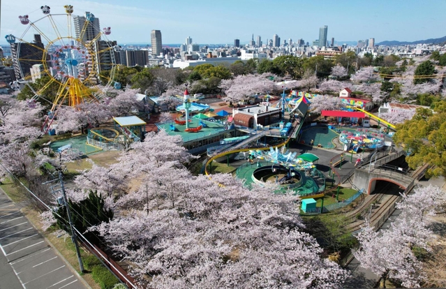 昭和レトロな遊園地を彩るソメイヨシノ＝１日午前、神戸市灘区王子町３（ドローンで撮影）
