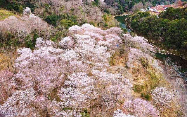 猪名川沿いの斜面を彩るエドヒガン＝川西市水明台１（ドローンで撮影）