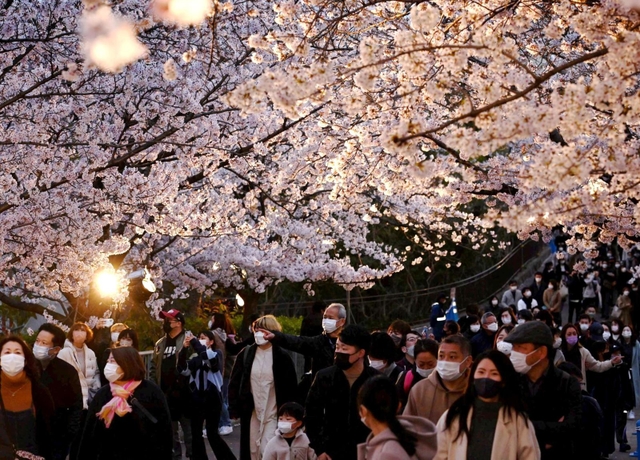 ライトアップされた桜を楽しむ来園者＝３日午後、神戸市灘区王子町３、王子動物園（撮影・坂井萌香）