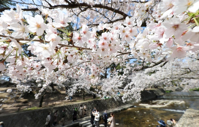 見ごろを迎えたサクラ。水辺を散策する人たち＝西宮市、夙川河川敷緑地