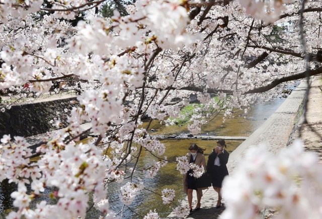 見ごろを迎えたサクラ。水辺を散策する人たち＝西宮市、夙川河川敷緑地