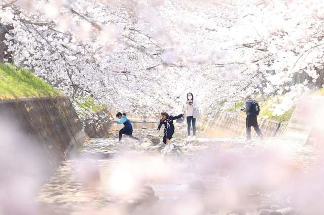 満開の桜並木に覆われた曇川＝兵庫県稲美町北山（撮影・吉田敦史）