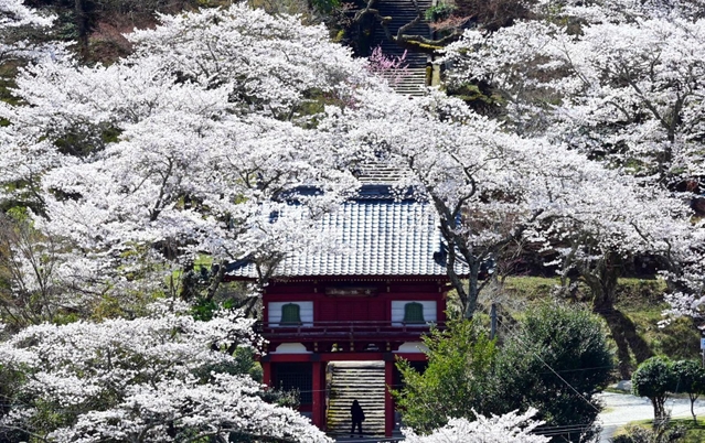 満開のソメイヨシノ。古刹も輝きにあふれる＝丹波市山南町谷川