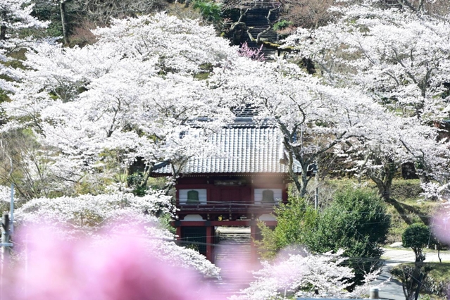 満開のソメイヨシノ。古刹も輝きにあふれる＝丹波市山南町谷川