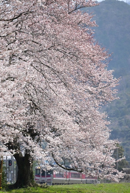 駅構内の桜並木。ホームを鮮やかなピンク色に染める＝豊岡市竹野町草飼、ＪＲ竹野駅