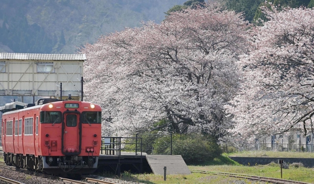 駅構内の桜並木。ホームを鮮やかなピンク色に染める＝豊岡市竹野町草飼、ＪＲ竹野駅