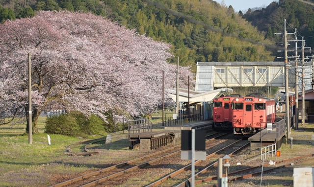 駅構内の桜並木。ホームを鮮やかなピンク色に染める＝豊岡市竹野町草飼、ＪＲ竹野駅