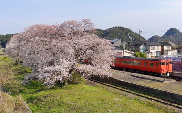 駅構内の桜並木。ホームを鮮やかなピンク色に染める＝豊岡市竹野町草飼、ＪＲ竹野駅