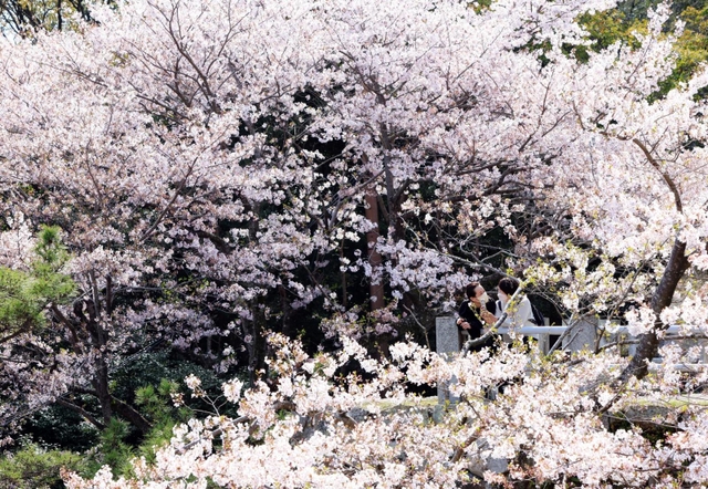 陽光を浴び、山城に輝くサクラ＝洲本市小路谷、洲本城跡