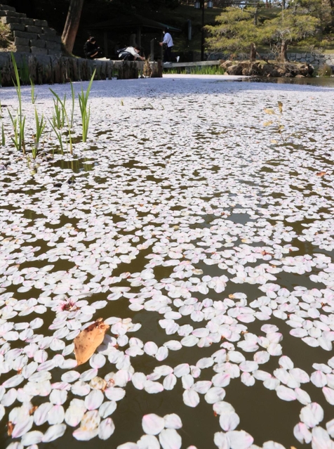 水辺をピンクに染める花びら＝洲本市小路谷、洲本城