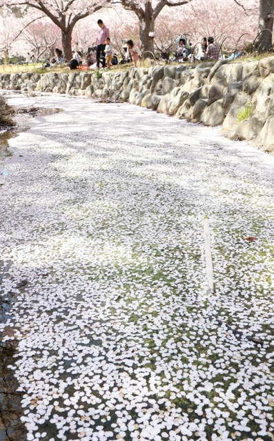 剛の池では水路が散り始めたソメイヨシノで埋まり花筏（はないかだ）となった＝９日午後、明石市の県立明石公園（撮影・小林良多）