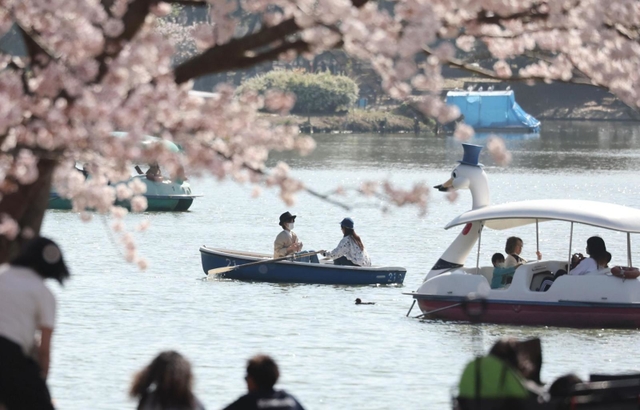 剛の池で散りゆくソメイヨシノをめでる花見客＝９日午後、明石市の県立明石公園（撮影・小林良多）