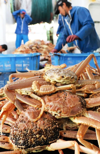 水揚げされ、船上に積み上げられたマツバガニ＝２０２１年１１月、兵庫県新温泉町の浜坂漁港沖