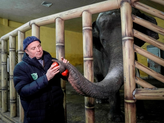 ３月３日、ウクライナ・キーウの動物園でゾウに餌を与えるスタッフ（ロイター＝共同）