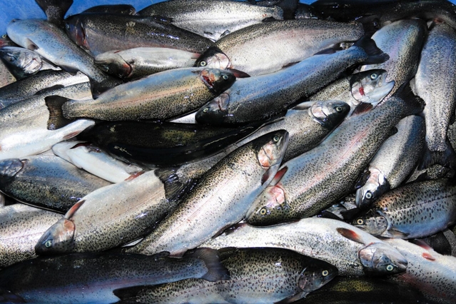 生け締めされ、その日のうちに出荷される＝姫路市白浜町