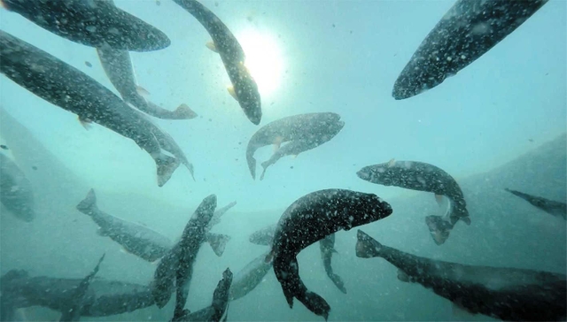餌がまかれた海上いけすの中で悠々と泳ぐ「白鷺サーモン」＝姫路市家島町