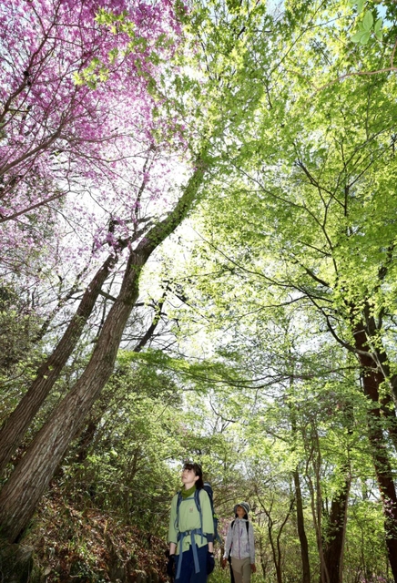 新緑とコバノミツバツツジの下で散策を楽しむハイカーたち＝１７日午前、神戸市北区山田町下谷上