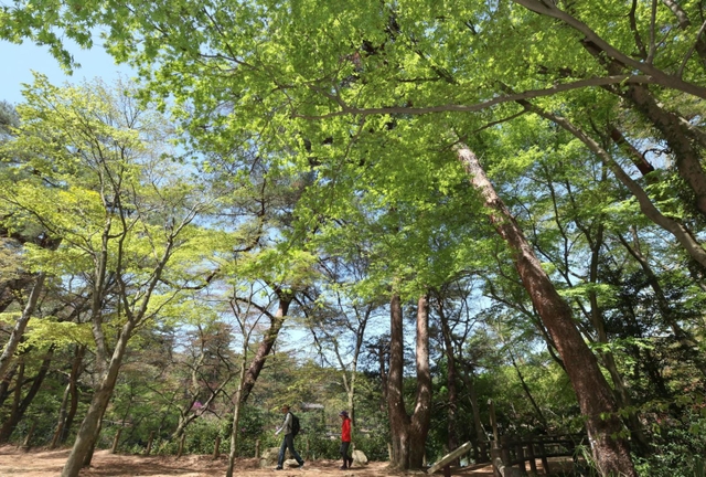 新緑の下、散策を楽しむ人たち＝１７日午前、神戸市北区山田町下谷上、再度公園