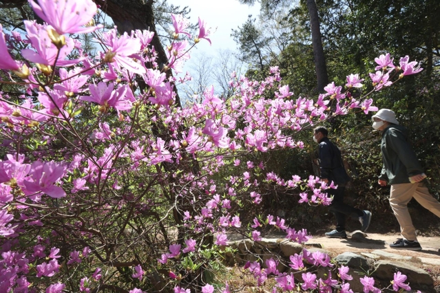 薄紫色に咲くコバノミツバツツジを眺めながら歩く来園者＝１７日午前、神戸市北区山田町下谷上、再度公園