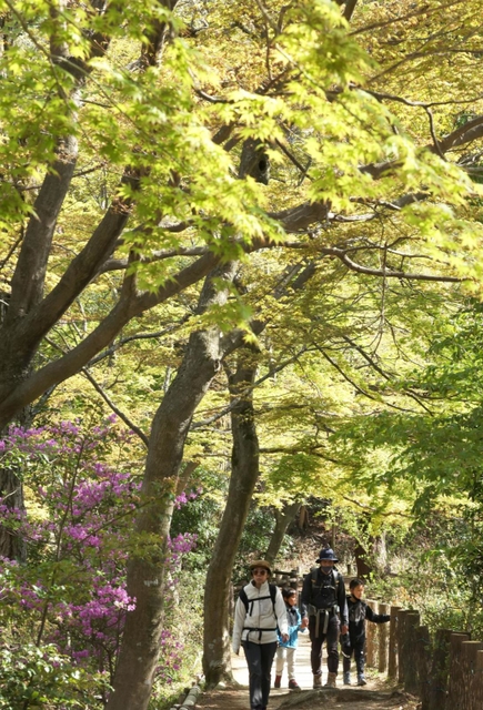 新緑が彩る周遊路を歩く来園者＝１７日午後、神戸市北区山田町下谷上、再度公園