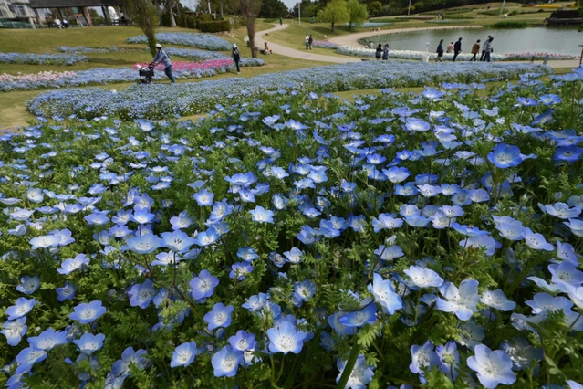 丘を爽やかな青色に染め上げるネモフィラの花々＝１９日午後、淡路市夢舞台、国営明石海峡公園