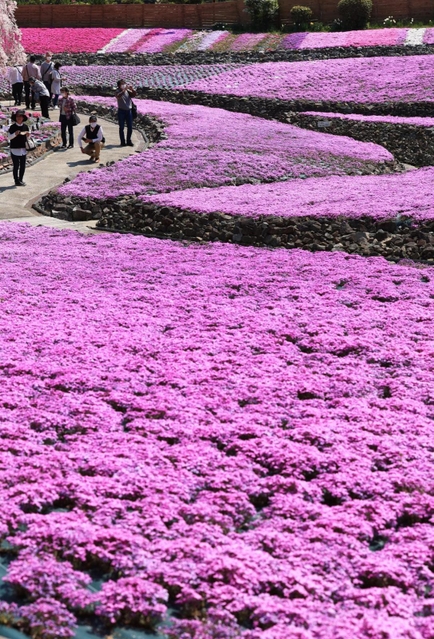 ピンク色のじゅうたんのように広がるシバザクラ＝三田市永沢寺（撮影・吉田敦史）