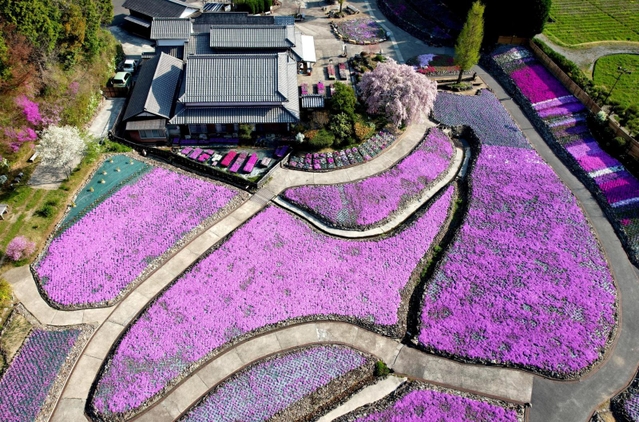 開花が進み、色味が鮮やかになったシバザクラのじゅうたん＝三田市永沢寺（ドローンで撮影）