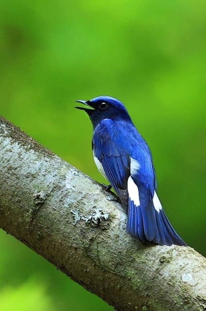 新緑にコバルトブルーが映えるオオルリ＝神戸市中央区