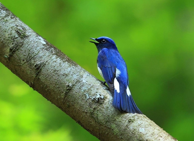 六甲山系の森に飛来している夏鳥のオオルリ＝神戸市中央区神戸港地方