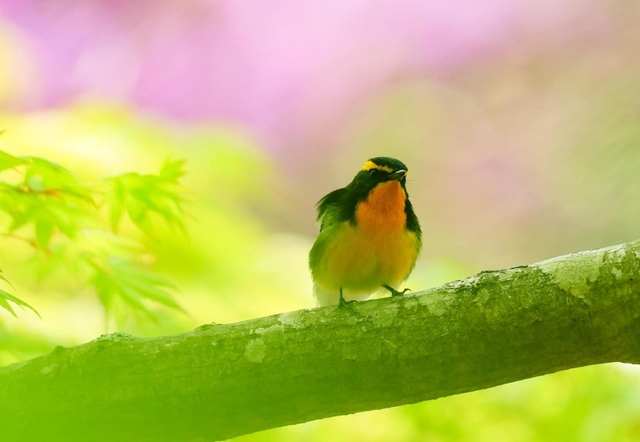 夏鳥「キビタキ」も姿を見せている＝神戸市中央区（撮影・鈴木雅之）