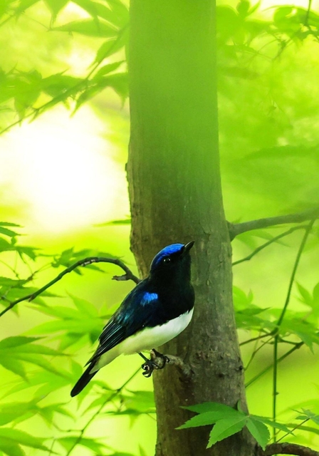 六甲山系の森に飛来している夏鳥のオオルリ＝神戸市中央区神戸港地方