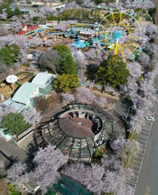 昭和レトロな遊園地を彩るソメイヨシノ＝１日午前、神戸市灘区王子町３（ドローンで撮影）
