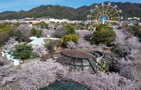 昭和レトロな遊園地を彩るソメイヨシノ＝１日午前、神戸市灘区王子町３（ドローンで撮影）