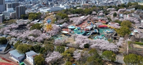 昭和レトロな遊園地を彩るソメイヨシノ＝１日午前、神戸市灘区王子町３（ドローンで撮影）