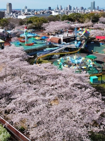 昭和レトロな遊園地を彩るソメイヨシノ＝１日午前、神戸市灘区王子町３（ドローンで撮影）