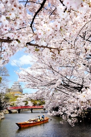 姫路城内堀に２年ぶりに戻った和船「はりま」に乗って満開の桜をめでる乗客ら＝姫路市本町