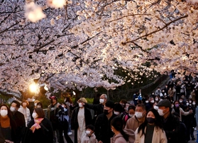 ライトアップされた桜を楽しむ来園者＝３日午後、神戸市灘区王子町３、王子動物園（撮影・坂井萌香）