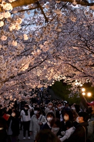 ライトアップされた桜を楽しむ来園者＝３日午後、神戸市灘区王子町３、王子動物園（撮影・坂井萌香）