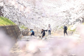満開の桜並木に覆われた曇川＝兵庫県稲美町北山（撮影・吉田敦史）