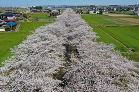 印南野台地に伸びる約４００本のソメイヨシノ＝兵庫県稲美町北山（撮影・吉田敦史）