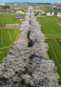 曇川の両岸に立ち並ぶ４００本近いソメイヨシノ＝兵庫県稲美町北山（撮影・吉田敦史）
