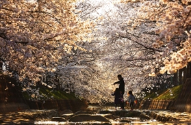 河原をピンクに染める満開の桜並木＝兵庫県稲美町北山（撮影・吉田敦史）
