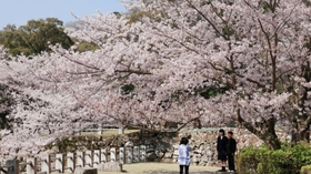 陽光を浴び、山城に輝くサクラ＝洲本市小路谷、洲本城跡